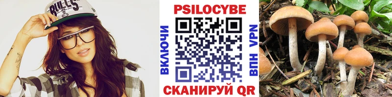 Галлюциногенные грибы Psilocybe Куртамыш